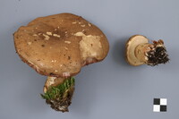 Tylopilus felleus image